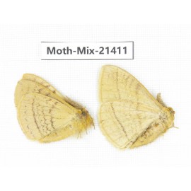 Moths sp. China, Yunnan, Dehong area, Longchuan county. 2M. Moth-Mix-21411.
