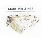 Moths sp. China, Yunnan, Dehong area, Longchuan county. 1F. Moth-Mix-21414.