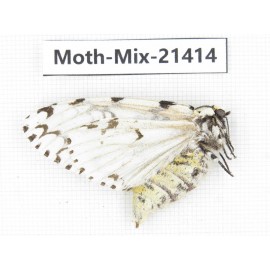 Moths sp. China, Yunnan, Dehong area, Longchuan county. 1F. Moth-Mix-21414.