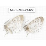 Moths sp. China, Yunnan, Dehong area, Longchuan county. 2F. Moth-Mix-21422.