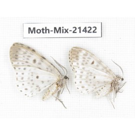 Moths sp. China, Yunnan, Dehong area, Longchuan county. 2F. Moth-Mix-21422.