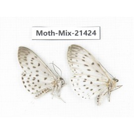 Moths sp. China, Yunnan, Dehong area, Longchuan county. 1P. Moth-Mix-21424.