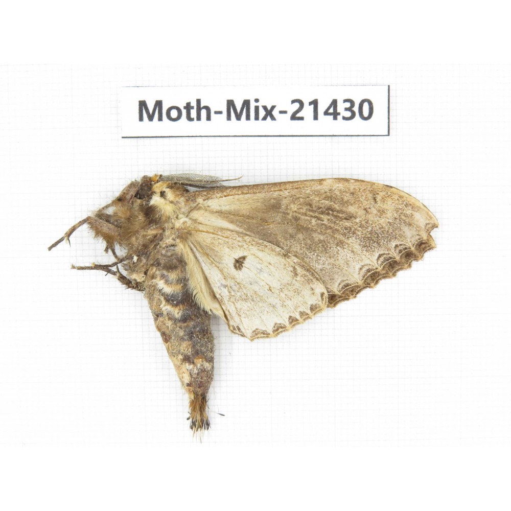 Moths sp. China, Yunnan, Dehong area, Longchuan county. 1M. Moth-Mix-21430.