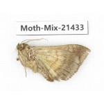Moths sp. China, Yunnan, Dehong area, Longchuan county. 1M. Moth-Mix-21433.