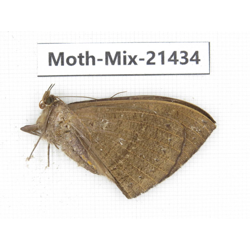 Moths sp. China, Yunnan, Dehong area, Longchuan county. 1M. Moth-Mix-21434.