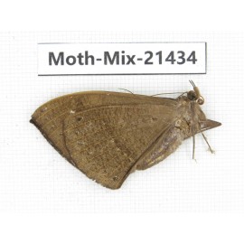 Moths sp. China, Yunnan, Dehong area, Longchuan county. 1M. Moth-Mix-21434.
