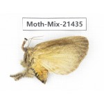 Moths sp. China, Yunnan, Dehong area, Longchuan county. 1M. Moth-Mix-21435.
