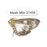 Moths sp. China, Yunnan, Dehong area, Longchuan county. 1M. Moth-Mix-21438.