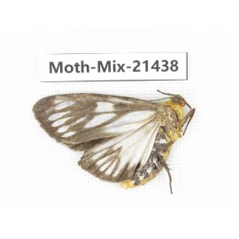 Moths sp. China, Yunnan, Dehong area, Longchuan county. 1M. Moth-Mix-21438.