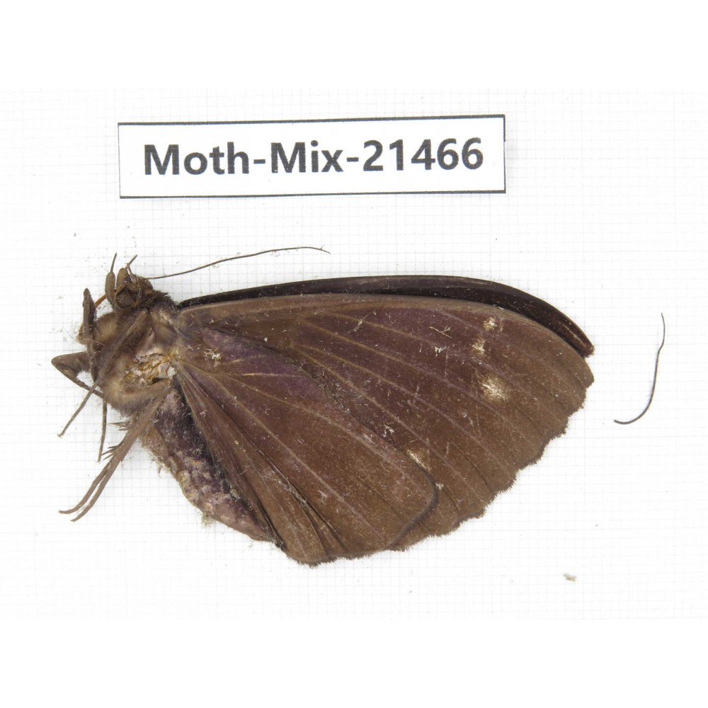 Moths sp. China, Yunnan, Dehong area, Longchuan county. 1M. Moth-Mix-21466.