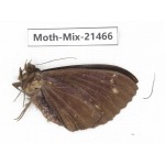 Moths sp. China, Yunnan, Dehong area, Longchuan county. 1M. Moth-Mix-21466.