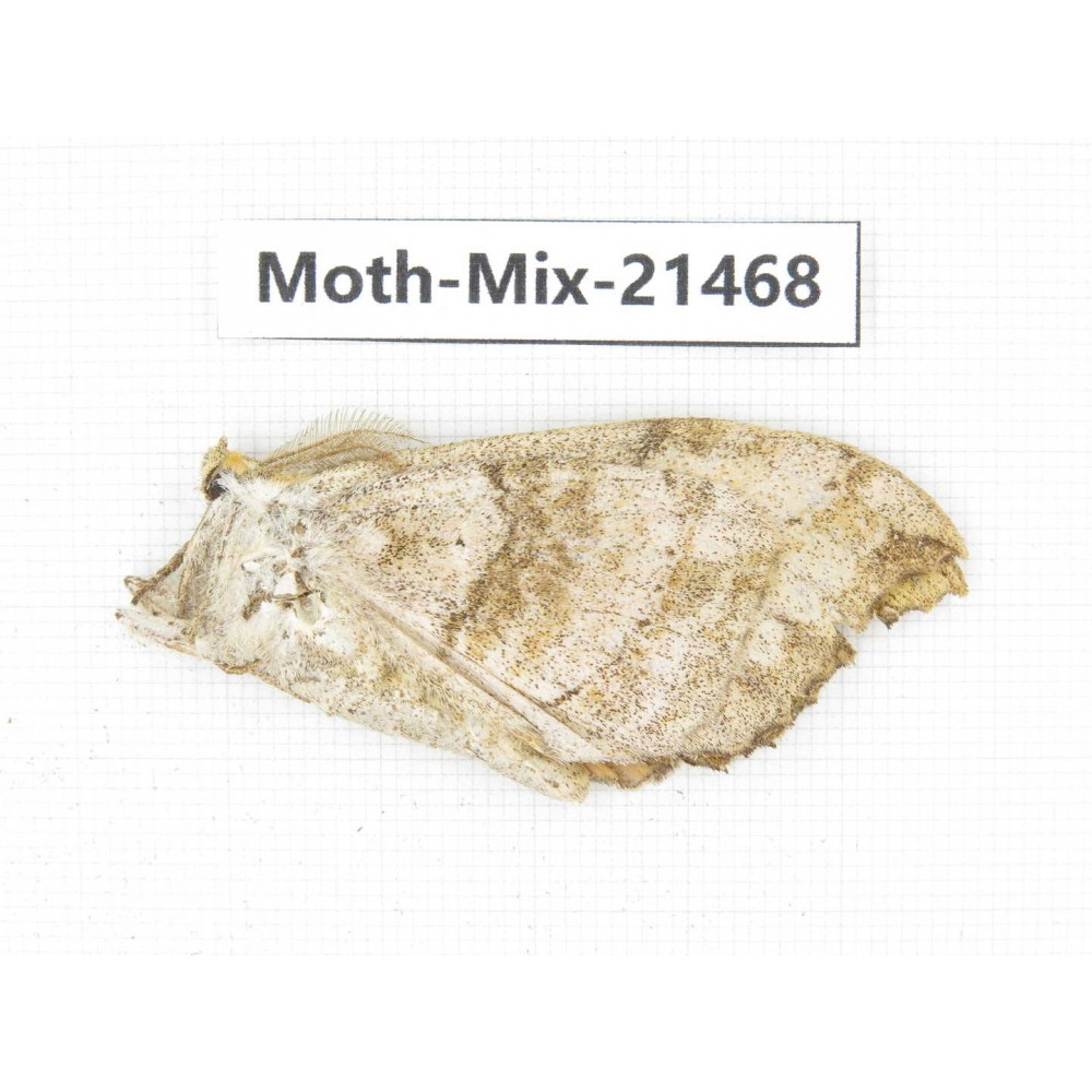 Moths sp. China, Yunnan, Dehong area, Longchuan county. 1M. Moth-Mix-21468.