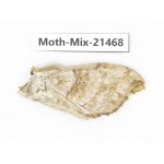 Moths sp. China, Yunnan, Dehong area, Longchuan county. 1M. Moth-Mix-21468.
