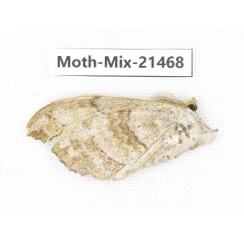 Moths sp. China, Yunnan, Dehong area, Longchuan county. 1M. Moth-Mix-21468.