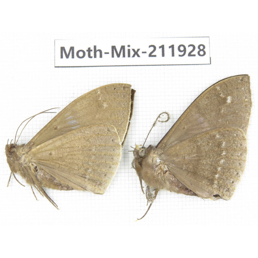 Moths sp. China, Yunnan, Dehong, Yingjiang county. 2Pcs. Moth-Mix-211928.