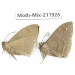 Moths sp. China, Yunnan, Dehong, Yingjiang county. 2Pcs. Moth-Mix-211928.
