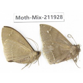 Moths sp. China, Yunnan, Dehong, Yingjiang county. 2Pcs. Moth-Mix-211928.