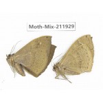 Moths sp. China, Yunnan, Dehong, Yingjiang county. 2Pcs. Moth-Mix-211929.