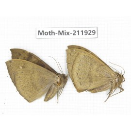 Moths sp. China, Yunnan, Dehong, Yingjiang county. 2Pcs. Moth-Mix-211929.