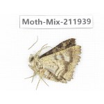 Moths sp. China, Yunnan, Dehong, Yingjiang county. 1Pcs. Moth-Mix-211939.