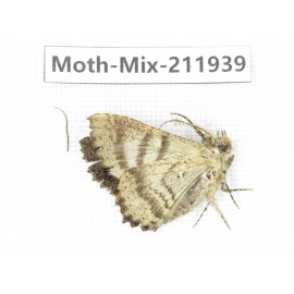 Moths sp. China, Yunnan, Dehong, Yingjiang county. 1Pcs. Moth-Mix-211939.