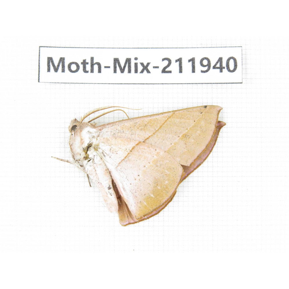 Moths sp. China, Yunnan, Dehong, Yingjiang county. 1Pcs. Moth-Mix-211940.