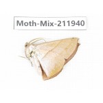 Moths sp. China, Yunnan, Dehong, Yingjiang county. 1Pcs. Moth-Mix-211940.