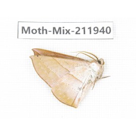 Moths sp. China, Yunnan, Dehong, Yingjiang county. 1Pcs. Moth-Mix-211940.