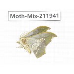Moths sp. China, Yunnan, Dehong, Yingjiang county. 1Pcs. Moth-Mix-211941.