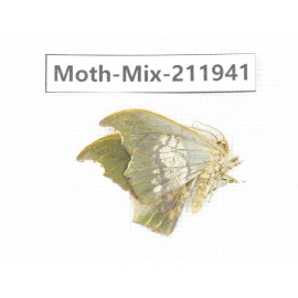 Moths sp. China, Yunnan, Dehong, Yingjiang county. 1Pcs. Moth-Mix-211941.