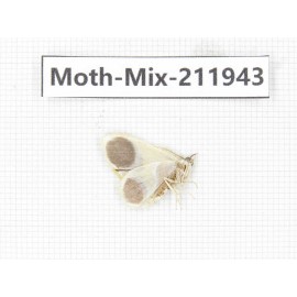 Moths sp. China, Yunnan, Dehong, Yingjiang county. 1Pcs. Moth-Mix-211943.