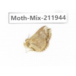 Moths sp. China, Yunnan, Dehong, Yingjiang county. 1Pcs. Moth-Mix-211944.