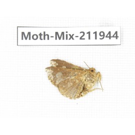 Moths sp. China, Yunnan, Dehong, Yingjiang county. 1Pcs. Moth-Mix-211944.