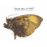 Moths sp. China, Yunnan, Dehong, Yingjiang county. 1Pcs. Moth-Mix-211995.