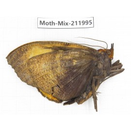Moths sp. China, Yunnan, Dehong, Yingjiang county. 1Pcs. Moth-Mix-211995.