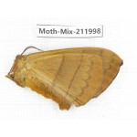 Moths sp. China, Yunnan, Dehong, Yingjiang county. 1Pcs. Moth-Mix-211998.