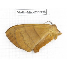 Moths sp. China, Yunnan, Dehong, Yingjiang county. 1Pcs. Moth-Mix-211998.