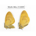Moths sp. China, Yunnan, Dehong, Yingjiang county. 2Pcs. Moth-Mix-212000.