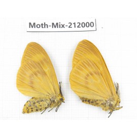 Moths sp. China, Yunnan, Dehong, Yingjiang county. 2Pcs. Moth-Mix-212000.