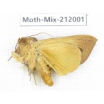 Moths sp. China, Yunnan, Dehong, Yingjiang county. 1Pcs. Moth-Mix-212001.