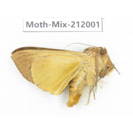 Moths sp. China, Yunnan, Dehong, Yingjiang county. 1Pcs. Moth-Mix-212001.