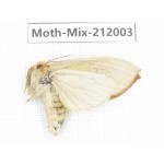 Moths sp. China, Yunnan, Dehong, Yingjiang county. 1Pcs. Moth-Mix-212003.