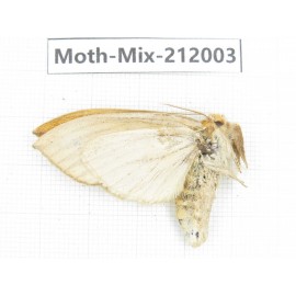 Moths sp. China, Yunnan, Dehong, Yingjiang county. 1Pcs. Moth-Mix-212003.