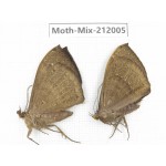 Moths sp. China, Yunnan, Dehong, Yingjiang county. 2Pcs. Moth-Mix-212005.