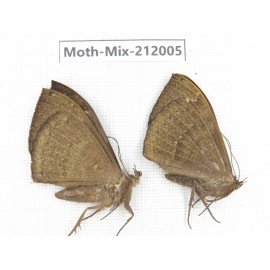 Moths sp. China, Yunnan, Dehong, Yingjiang county. 2Pcs. Moth-Mix-212005.