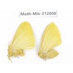 Moths sp. China, Yunnan, Dehong, Yingjiang county. 2Pcs. Moth-Mix-212008.