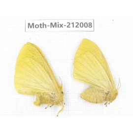 Moths sp. China, Yunnan, Dehong, Yingjiang county. 2Pcs. Moth-Mix-212008.