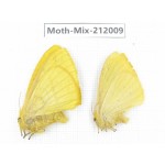Moths sp. China, Yunnan, Dehong, Yingjiang county. 2Pcs. Moth-Mix-212009.