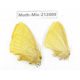 Moths sp. China, Yunnan, Dehong, Yingjiang county. 2Pcs. Moth-Mix-212009.