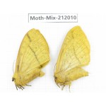 Moths sp. China, Yunnan, Dehong, Yingjiang county. 2Pcs. Moth-Mix-212010.